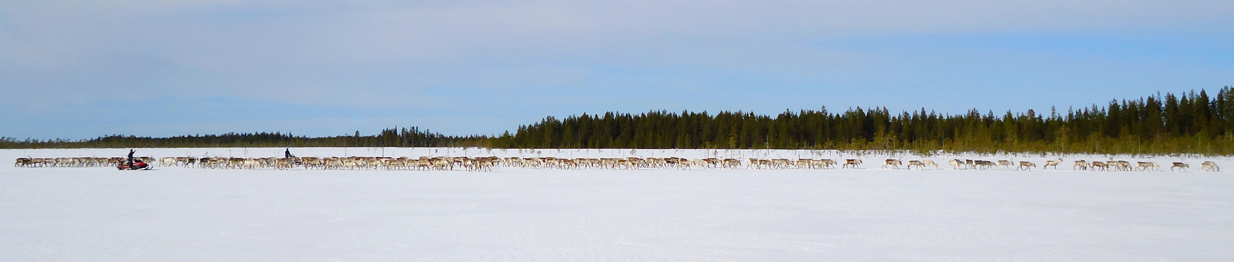 Pitkä pororaito talvisessa maisemassa.