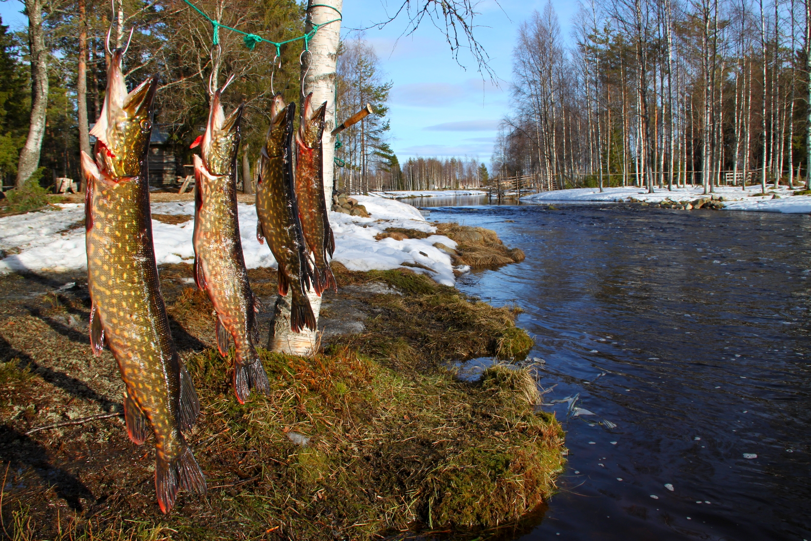 Isoja haukia